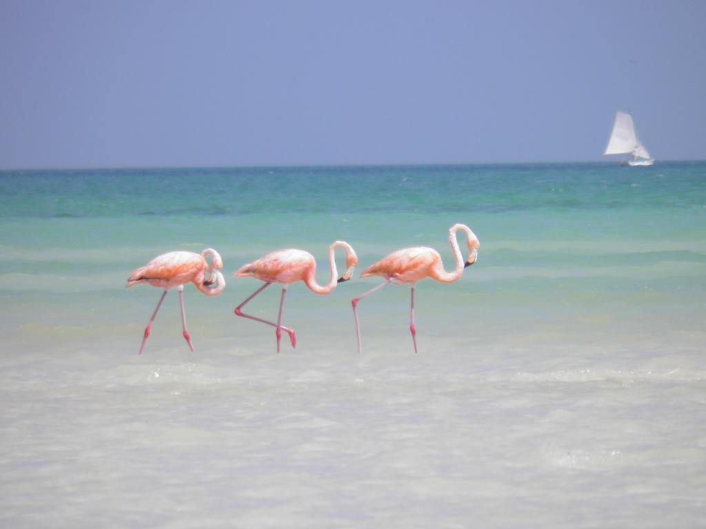 Hotel Casa Punta Coco & Club (adults Only) Holbox